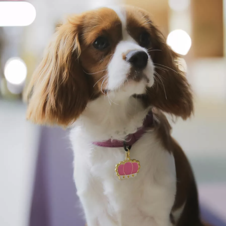Cavalier King Charles Spaniel portant une médaille de chien en forme de couronne rose avec des détails dorés, gravable avec le nom du chien.